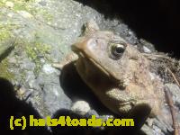 /home//u458753944/public_html/sourcegallery//Roxborough Toad Detour/2026/2026-03-11/P3111581.JPG